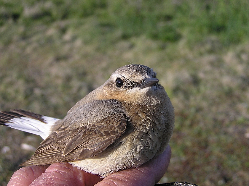 Northern Wheatear, Sundre 20070505